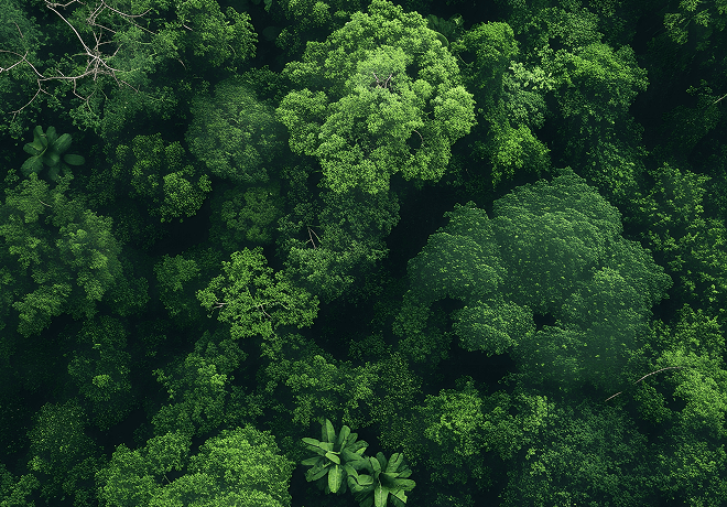 Forest (7,000 m²)