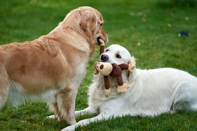 Pet Playground